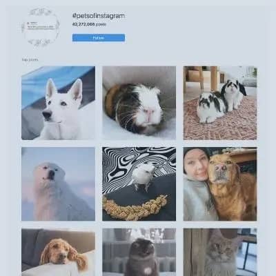 Pets of instagram